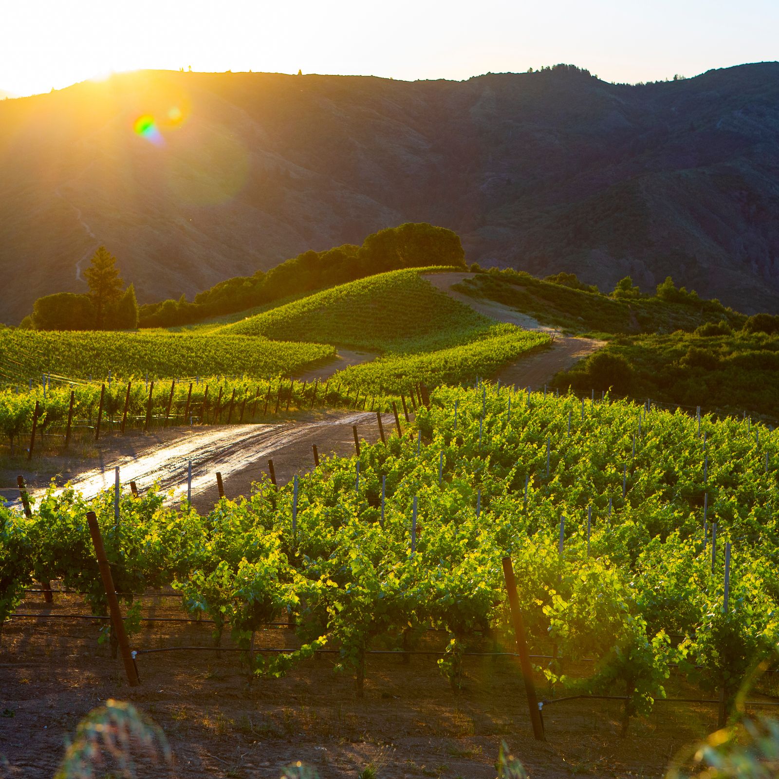 An Essential Guide to Sonoma, California’s Wine and Culinary Wonderland